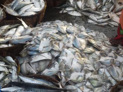 bumper fish caught in Rapani on the shores of Sassati | सासष्टीच्या किनाऱ्यावर रापणीत मोठ्या प्रमाणावर मासळी, मच्छिमार खूश