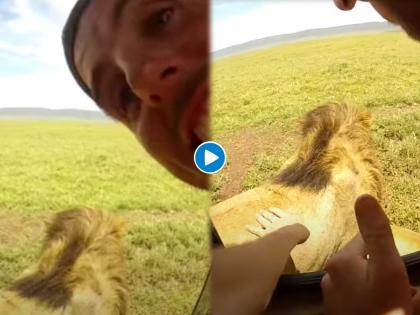 Lion viral video man click pic of lion then what happened watch | VIDEO : सिंहाचा फोटो काढता होता 'तो', मग जंगलाच्या राजाने केलं असं काही; बघा थरारक व्हिडीओ