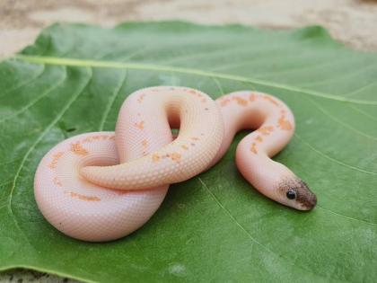 Rare semi-albino Durkya ghonas found for the first time in Gadchireli district; The forest department has done so | गडचिराेली जिल्ह्यात पहिल्यांदाच आढळला दुर्मीळ अर्धअल्बिनो डुरक्या घोणस; वनविभागाने केली नाेंद