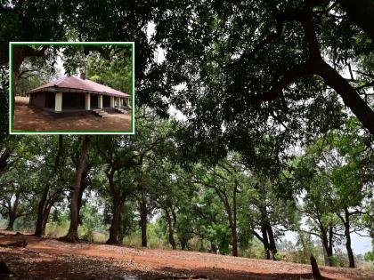 The gift of the British; Amrai with over 200 mango trees in Makhla village, more than two thousand mango trees in the village | इंग्रजांची देण; माखला गावात २०० च्या वर आंब्यांचे वृक्ष असणारी आमराई, गावात दोन हजारपेक्षा जास्त आंब्यांची झाडे