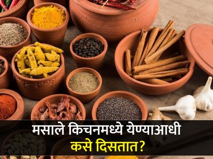 How the spices look like before enter in your kitchen | मसाले किचनमध्ये येण्याआधी कसे दिसतात? शेतात बघितले तर ओळखताही येणार नाहीत!