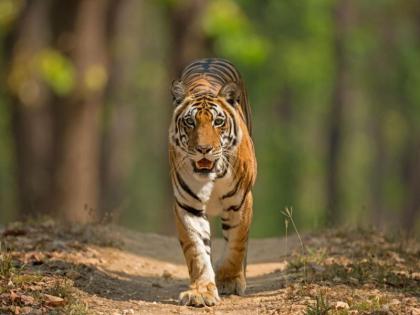 Forest tourism in Madhya Pradesh will start from June 1 | मध्यप्रदेशातील वनपर्यटन १ जूनपासून सुरू होणार