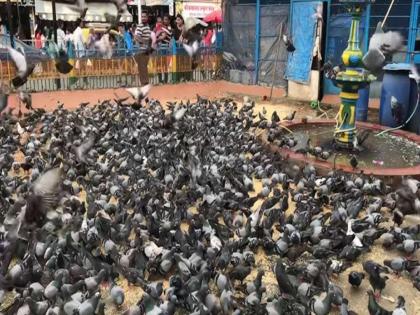 Municipality collects fine of Rs 1.32 lakh from those feeding pigeons | कबुतरांना खाऊ घातले; अनेकांना महागात पडले; पालिकेने केला १.३२ लाखांचा दंड वसूल Municipality collects fine of Rs 1.32 lakh from those feeding pigeons | कबुतरांना खाऊ घातले; अनेकांना महागात पडले; पालिकेने केला १.३२ लाखांचा दंड वसूल