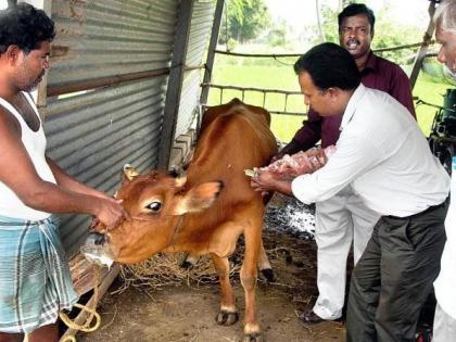 Mobile medical squads in 81 talukas under CM Animal Health Scheme | मुख्यमंत्री पशुस्वास्थ्य योजनेतून ८१ तालुक्यांत फिरती चिकित्सा पथके