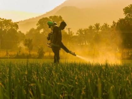 Indian fertilizer companies cannot afford to import DAP which is in high demand from farmers | शेत सजलं, आभाळ भरलं... खते-बियाणे कशी घेणार? राज्यात १७ टक्केच डीएपी उपलब्ध Indian fertilizer companies cannot afford to import DAP which is in high demand from farmers | शेत सजलं, आभाळ भरलं... खते-बियाणे कशी घेणार? राज्यात १७ टक्केच डीएपी उपलब्ध