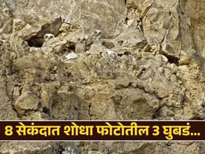 Optical illusion challenge : Find 3 owls on the rocks in 8 seconds | Optical Illusion: डोंगरामध्ये लपून बसले आहेत 3 घुबडं, 8 सेंकदात शोधण्याचं आहे चॅलेंज!