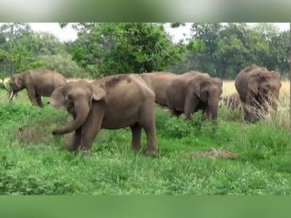 Elephant Sanctuary in Gondia-Gadchiroli District, Preliminary proposal sent for the sanctuary | गोंदिया-गडचिरोली जिल्ह्यात हत्ती अभयारण्य; पाठविला प्राथमिक प्रस्ताव