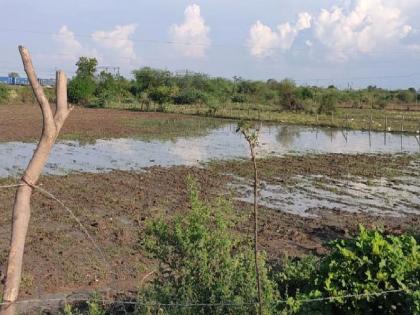 In Vidarbha, the entire forest was drenched by rain, but Nagpurkar was shocked by the heat | विदर्भात पावसानं भिजलं सारं रान, नागपूरकर मात्र उकाड्याने हैराण