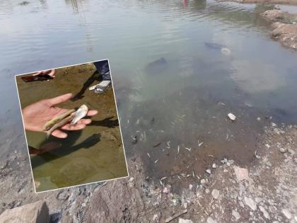 An atmosphere of fear has been created everywhere due to the appearance of chemically contaminated water in the riverbed on the eastern side of the Ketware dam in Nashik | नदीपात्रात केमिकलयुक्त पाणी; केटीवेअर बंधाऱ्यातील दूषित पाण्यामुळे मासे मृत