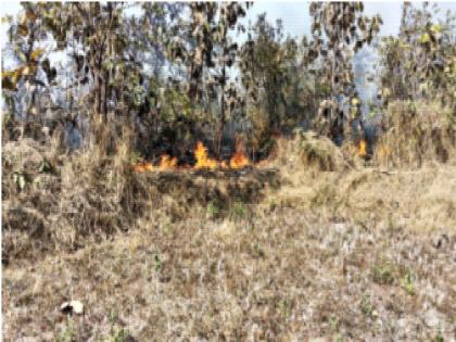 Forest fires destroyed in 184 fire incidents; Efforts needed to save the forest | आगीच्या १८४ घटनांमध्ये वनसंपदा जळून खाक; जंगल वाचविण्यासाठी प्रयत्नांची गरज