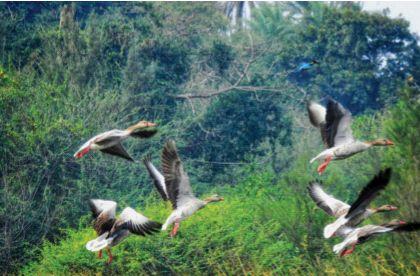 The second year also saw the arrival of European geese | दुसऱ्या वर्षीही युरोपियन कलहंस पक्ष्यांचे आगमन