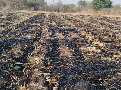 Jalgaon: Harvested Dadar crop caught fire due to short circuit, grass near hand-mouth caught fire | काढणी झालेल्या दादरच्या पिकाला शॉर्टसर्कीटमुळे आग, हाता-तोंडाशी आलेला घास आगीने हिरावला