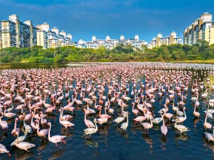 39 flamingo dead open skies of Mumbai... | ३९ फ्लेमिंगोंनी त्यांचा अखेरचा श्वास मुंबईच्या मोकळ्या आकाशात घेतला...