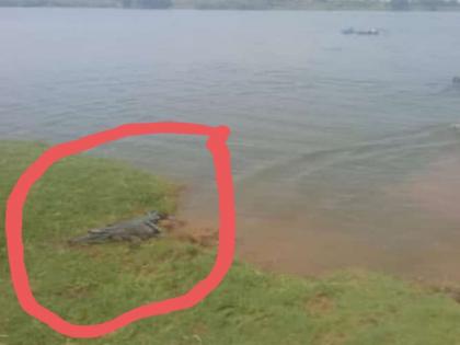 Forest department personnel deployed in Kurghot, citizens on alert due to crocodile : Public awareness begins | कुरघोटमध्ये वन विभागाकडून कर्मचारी तैनात, मगर आल्याने नागरीक सतर्क, जनजागृतीस सुरुवात