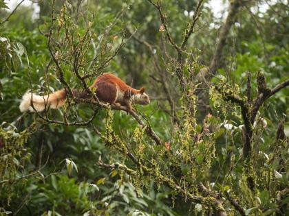 Forests and Wildlife on the Wind; Forest officer on election duty, breach of essential service by revenue system | वने अन् वन्यजीव वाऱ्यावर; वनाधिकारी निवडणूक कर्तव्यावर, महसूल यंत्रणेकडून अत्यावश्यक सेवेला छेद