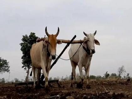 This year in Thane district, 60 thousand hectares of kharif season! 22 thousand quintal of seed required | ठाणे जिल्ह्यात यंदा ६० हजार हेक्टरवर खरीप हंगामाची लगबग! २२ हजार क्विंटल बियाण्याची गरज