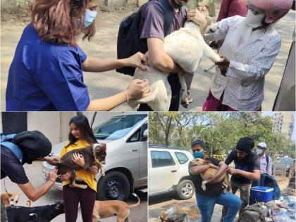 Rabies vaccination for dogs on the ocassion of Valentine's Day through Pause | 'व्हॅलेंटाईन डे'निमित्त पॉजच्या माध्यमातून श्वानांना रेबीज लसीकरण