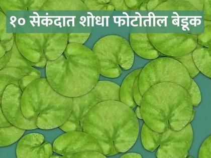 Optical illusion : Can you find the frog hidden among leaves in 10 seconds | चॅलेंज! १० सेकंदात शोधून दाखवा फोटोत लपलेलं बेडूक, बरेचजण झाले फेल!