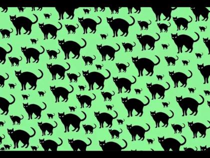 Optical Illusions: A mouse hidden among with cats, find it in 5 seconds! | Optical Illusions: मांजरींच्या घोळक्यात लपला आहे एक उंदीर, 5 सेकंदात शोधा!