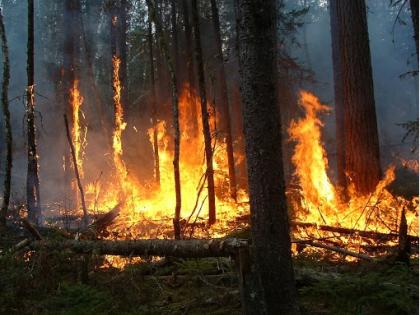 Massive fire in Pohra forest in Amravati district; Wildlife rescued |  अमरावती जिल्ह्यातील पोहरा जंगलात भीषण आग; वन्यजीव बचावले