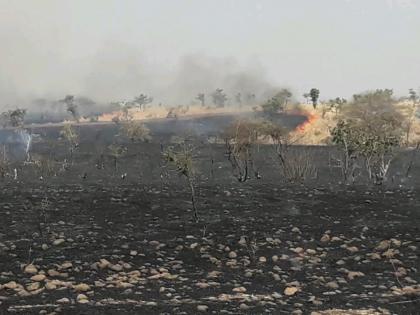 fire in somthana forest | सोमठाणा घाटातील जंगलाला आग; वनसंपदा जळून खाक