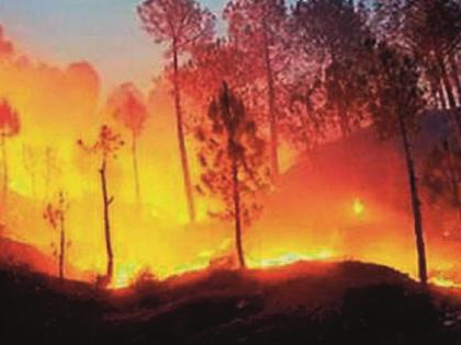 150 hectares forest become coal due to fire in the mountain | डोंगराला आग लागल्याने दीडशे एकराचा झाला कोळसा