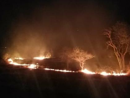 A large amount of biodiversity is destroyed in forest fires | खासगी, जंगल क्षेत्रातील वणव्याचा झालायं वणवाच; जैवविविधता, काजू-आंब्याच्या बागा होरपळल्या