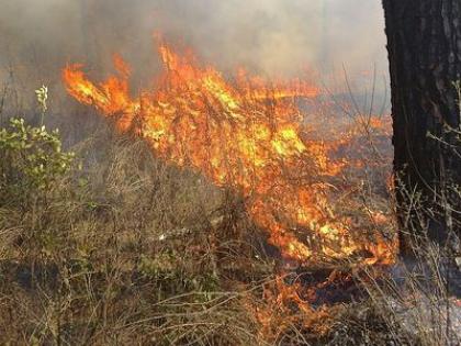 a forest fire breaks out near maregaon, two forest guard injured | मारेगावातील फिस्कीचे जंगल आगीच्या विळख्यात, वन्यजीव सैरभैर