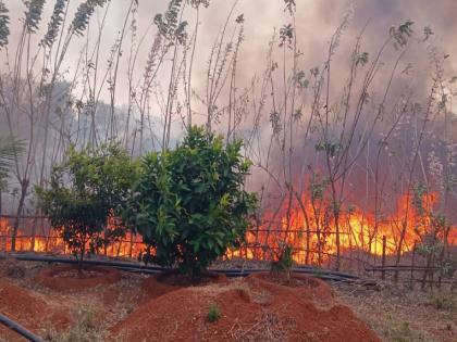 Fire at cashew-mango orchard near National Highway at Osargaon, loss of lakhs of rupees | ओसरगाव येथे राष्ट्रीय महामार्गालगत काजू-आंबा बागेला आग, लाखो रुपयांचे नुकसान