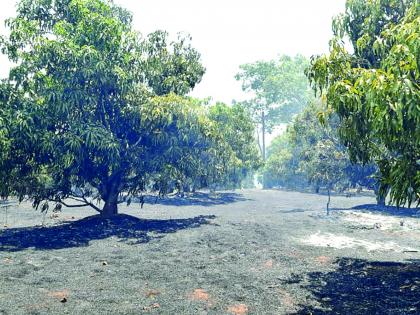 Burn the mango orchard in the fire on the Acharya farm | आचरा शेतमाळावर लागलेल्या आगीत आंबा कलमबागा जळून खाक