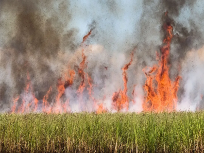 12 acres of sugarcane cut by short circuit; Millions of losses to farmers | शाॅर्टसर्किटने बारा एकरातील ऊस खाक; शेतकऱ्यांचे लाखोंचे नुकसान