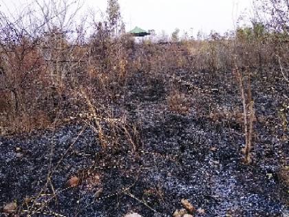 Fire in the Biloise Echo Tourism area | बिलोलीतील इको टूरिझमच्या क्षेत्राला आग