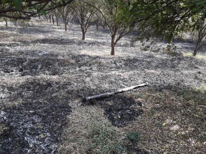 300 trees burnt in a fire in Bodwad | बोदवड येथे लागलेल्या आगीत संत्रा व सागवानची ३०० झाडे जळून खाक