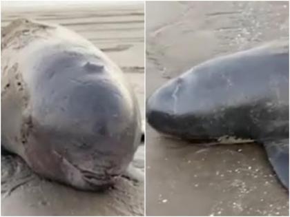 Rare fish found dead at Rangaon beach in Vasai know more details | वसईच्या रानगाव समुद्रकिनारी मृत अवस्थेत आढळून आला दुर्मिळ मासा