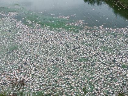 VIDEO : Shocking! Poisonous drug thrown in the farmer lake; Deaths of six to seven tons of fish; Incidents in Indapur taluka | VIDEO : खळबळजनक! शेततळ्यात टाकलं विषारी औषध; सहा ते सात टन माशांचा मृत्यू; इंदापूरमधील घटना 