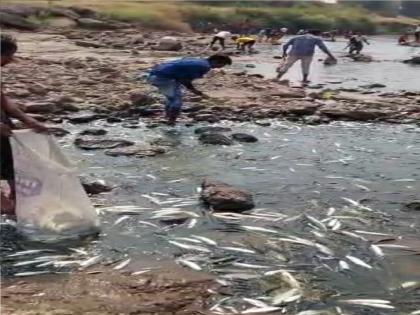 dead fish in krishna riverbed in Udgaon kolhapur, people flock to collect fish | kolhapur news: उदगावला कृष्णा नदीपात्रात मृत माशांचा खच, मासे गोळा करायला नागरिकांची झुंबड