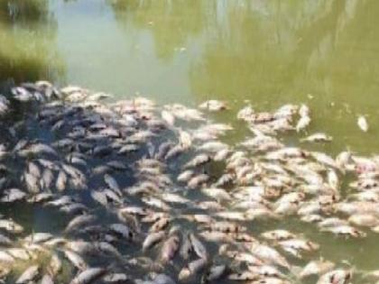 Dead fish in Krishna river, Chiplun laboratory for testing water samples | कृष्णा नदीपात्रातील लाखो मासे मृत, पाण्याचे नमुने तपासणीसाठी चिपळूण प्रयोगशाळेत