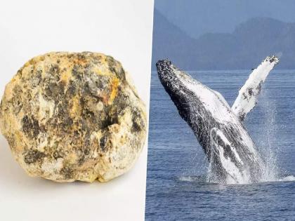 व्हेल माशाच्या उलटीची तस्करी, पोलिसासह चौघांना अटक; दापोली सीमाशुल्क विभागाची कारवाई