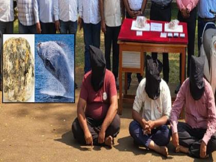 Whale fish worth 2 crore seized in Kolhapur, three detained | कोल्हापुरात २ कोटीची व्हेल माशाची उलटी जप्त, तिघे ताब्यात; आठवड्यात दुसरी कारवाई