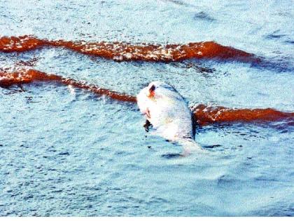 Contaminated water on the life cycle of fish - Dhom dam: 10 kg of fish was found dead on the shore | दूषित पाणी माशांच्या जीवावर - धोम धरण : दहा किलोचा मासा किनाऱ्यावर मृतावस्थेत सापडला