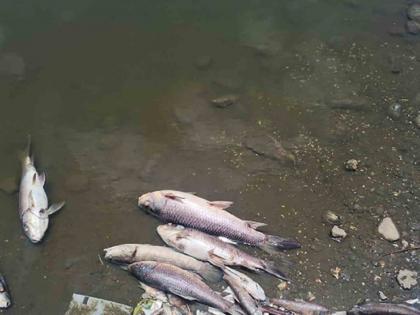 Numerous fishes died in Manyarkheda lake near Jalgaon, Panchnama from the administration | जळगावजवळील मण्यारखेडा तलावात असंख्य माशांचा मृत्यू, प्रशासनाकडून पंचनामा