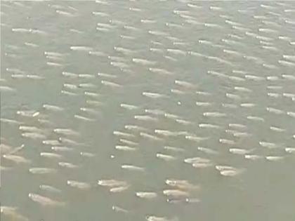 Fish died due to contaminated water in Panchganga river kolhapur | Kolhapur News: पंचगंगा प्रदूषणाने जलचर तडफडले, प्रदूषणाचा प्रश्न गंभीर; ठोस उपाययोजना कधी होणार?