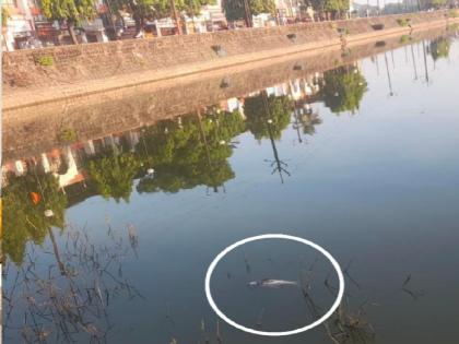 Dead fish found in Moti Lake in Sawantwadi | सावंतवाडीतील मोती तलावात आढळले मृत मासे 