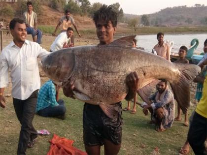 45 kg fish found in Yashwant lake at Toranmal | तोरणमाळ येथील यशवंत तलावात आढळला 45 किलोचा मासा