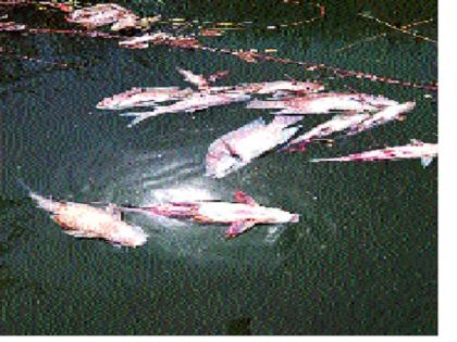 Fisheries in the Krishna river by discarding toxic powder: anxiety in the manner in Bhilvadi area | विषारी पावडर टाकून कृष्णा नदीत मासेमारी- : भिलवडी परिसरातील प्रकाराने चिंता