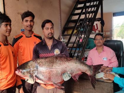 A fish weighing 30 kg was found in Ujani catchment area | Pune | उजनी पाणलोट क्षेत्रात सापडला तीस किलो वजनाचा मासा