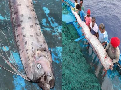 Will something bad happen? Doomsday fish caught in fishermen's net in Tamilnadu | काहीतरी विपरित घडणार? तामिळनाडूत आढळली Doomsday fish; सोशल मीडियावर वेगळीच चर्चा Will something bad happen? Doomsday fish caught in fishermen's net in Tamilnadu | काहीतरी विपरित घडणार? तामिळनाडूत आढळली Doomsday fish; सोशल मीडियावर वेगळीच चर्चा