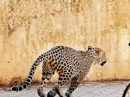 A leopard climbs a house in pursuit of a cat, but its load breaks the leaf and it falls straight into the kitchen. | मांजरीसाठी बिबट्या पत्र्यावर चढला अन् घरात पडला; गाढ झोपलेले कुटुंबीय खडबडून उठताच फोडली डरकाळी