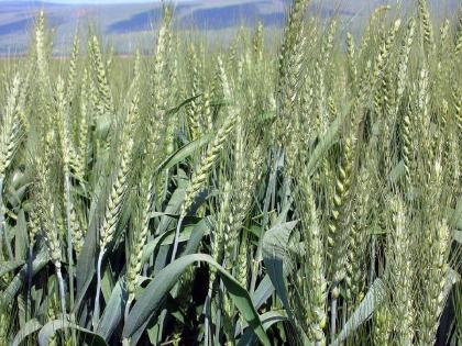 farmer's inclination towards wheat, gram, turned his back on oilseed crops | गहू, हरभऱ्याकडेच बळीराजाचा कल, तेलबिया पिकांकडे फिरवली पाठ