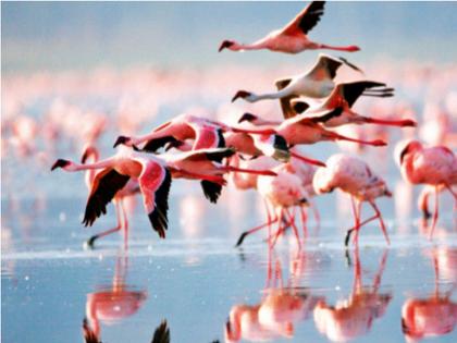 Flamingo Park in Bhandup! 976 crore provision for development of suburban district | भांडुपमध्ये फ्लेमिंगो पार्क! उपनगर जिल्ह्याच्या विकासासाठी ९७६ कोटी रुपयांची तरतूद